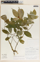 Stemmadenia alfaroi image