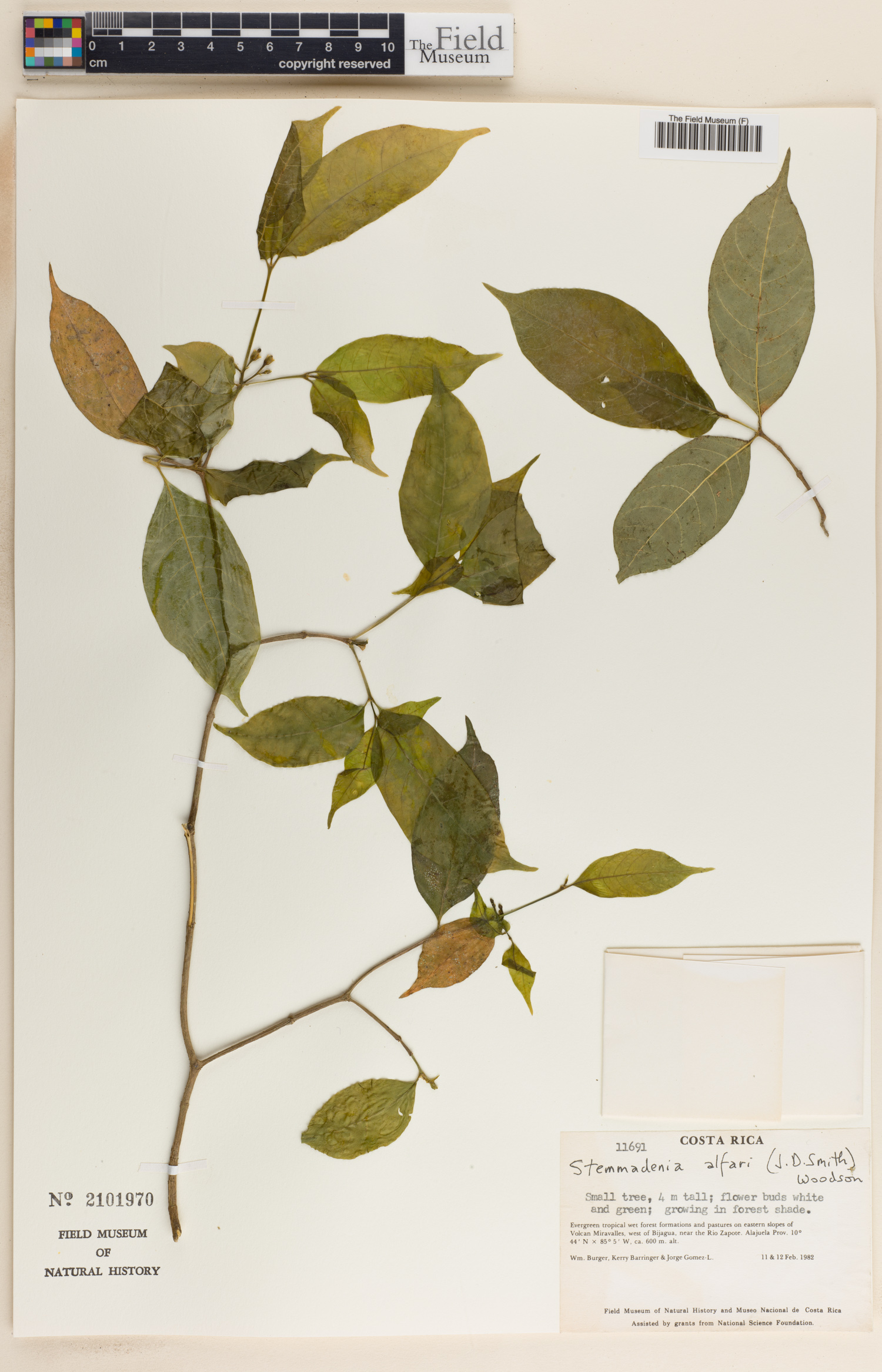 Stemmadenia alfaroi image