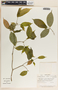 Stemmadenia alfaroi image