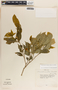 Stemmadenia alfaroi image