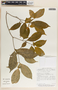Stemmadenia alfaroi image