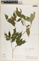 Stemmadenia alfaroi image