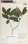 Stemmadenia alfaroi image
