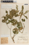 Stemmadenia alfaroi image