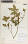 Stemmadenia alfaroi image
