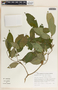 Stemmadenia alfaroi image