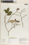 Stemmadenia alfaroi image