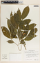 Stemmadenia alfaroi image