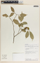 Stemmadenia alfaroi image