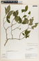 Stemmadenia alfaroi image