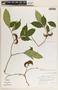 Stemmadenia alfaroi image