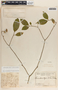 Stemmadenia alfaroi image
