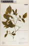 Stemmadenia alfaroi image
