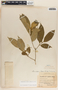 Stemmadenia alfaroi image
