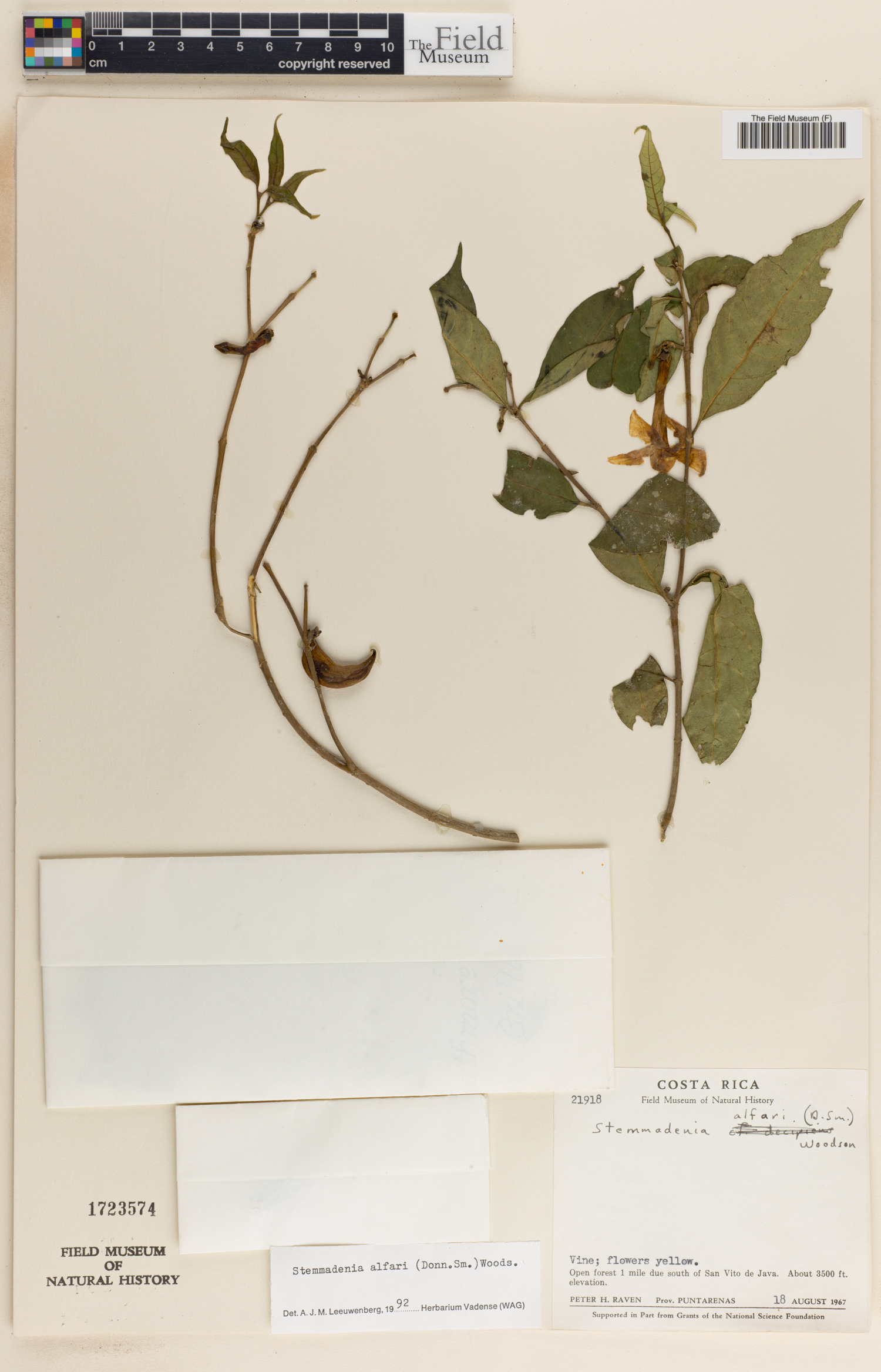 Stemmadenia alfaroi image