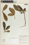 Stemmadenia donnell-smithii image