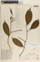 Stemmadenia donnell-smithii image