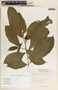 Stemmadenia donnell-smithii image