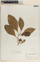Stemmadenia donnell-smithii image