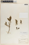 Stemmadenia donnell-smithii image