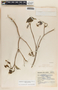 Stemmadenia donnell-smithii image