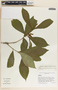 Stemmadenia donnell-smithii image