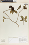 Stemmadenia donnell-smithii image