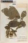 Stemmadenia donnell-smithii image