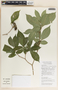 Stemmadenia donnell-smithii image