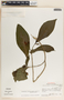 Stemmadenia donnell-smithii image