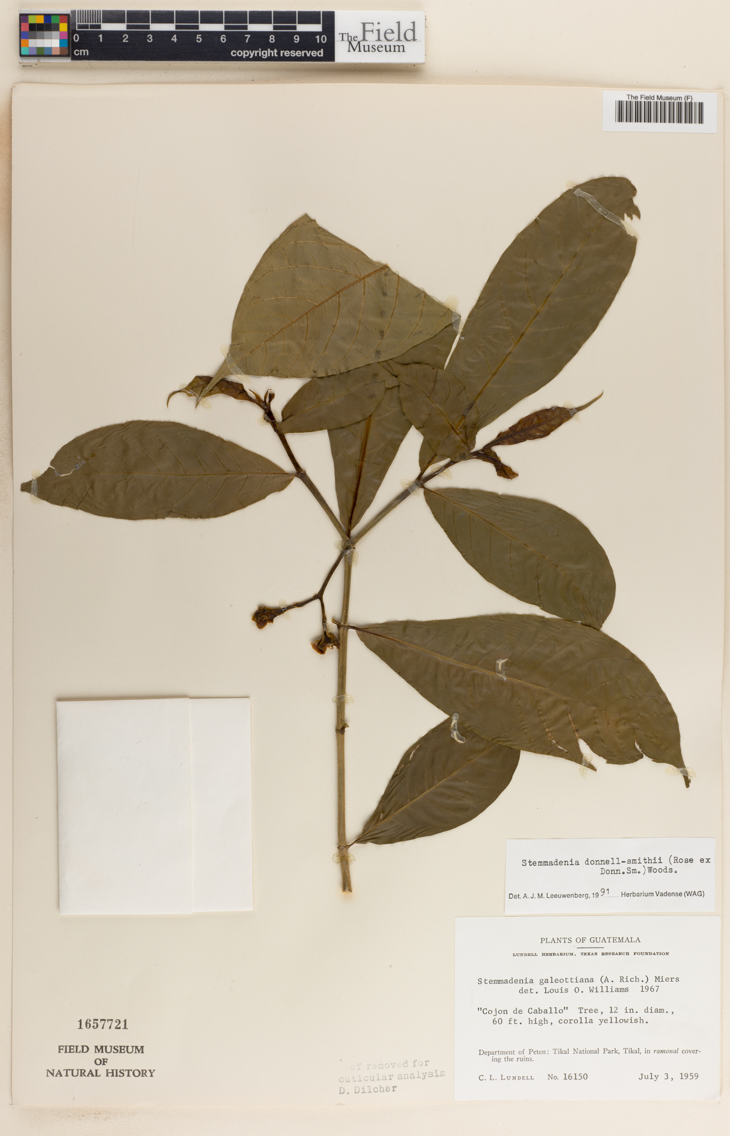 Stemmadenia donnell-smithii image