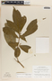 Stemmadenia donnell-smithii image