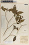 Stemmadenia donnell-smithii image