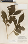 Stemmadenia donnell-smithii image