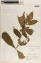 Stemmadenia donnell-smithii image