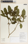 Stemmadenia donnell-smithii image