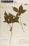 Stemmadenia donnell-smithii image