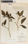 Stemmadenia donnell-smithii image