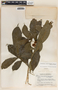 Stemmadenia donnell-smithii image