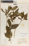 Stemmadenia donnell-smithii image