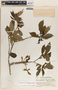 Stemmadenia donnell-smithii image