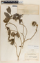 Stemmadenia donnell-smithii image