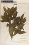 Stemmadenia donnell-smithii image
