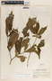 Stemmadenia donnell-smithii image
