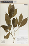 Stemmadenia donnell-smithii image