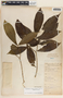 Stemmadenia donnell-smithii image