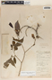 Stemmadenia donnell-smithii image