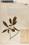 Stemmadenia donnell-smithii image