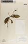 Stemmadenia donnell-smithii image