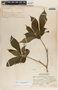 Stemmadenia donnell-smithii image